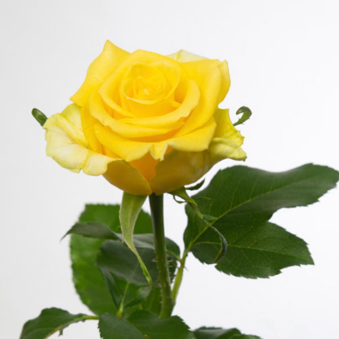 bouquet de roses jaunes à neuville sur saone ou lyon