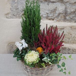 plantes chou pour le cimetière
