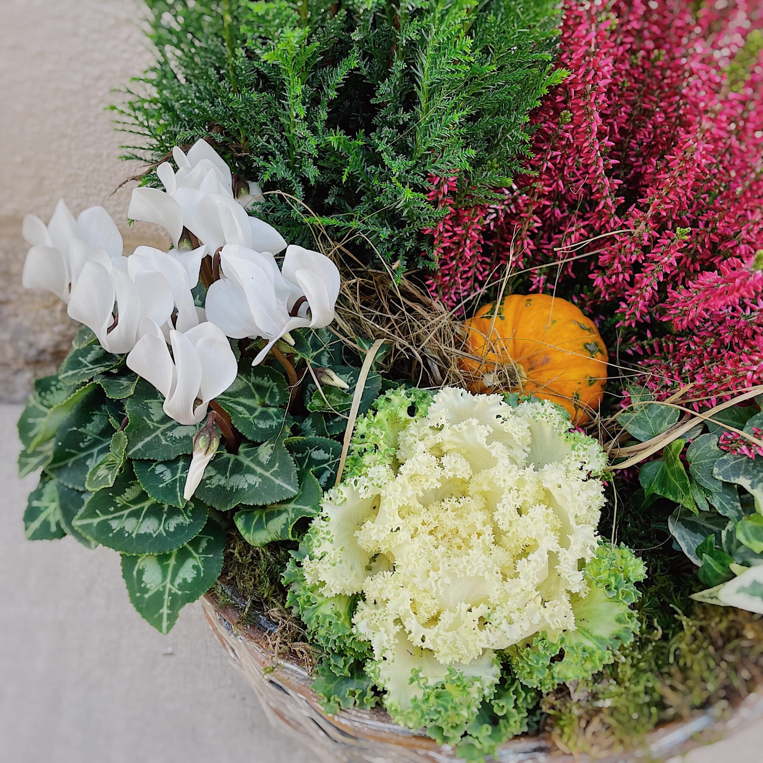 plantes chou pour le cimetière