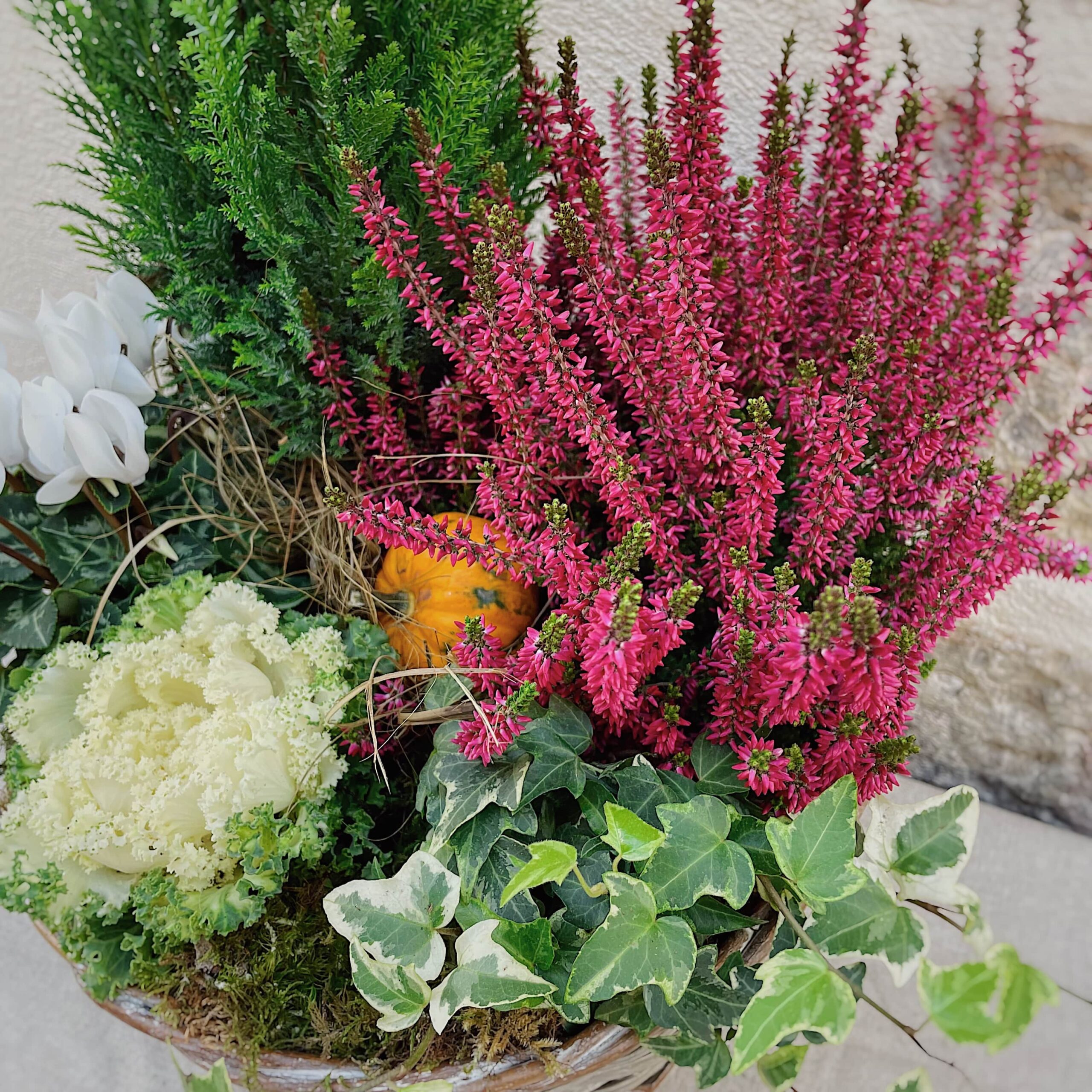 plantes chou pour le cimetière