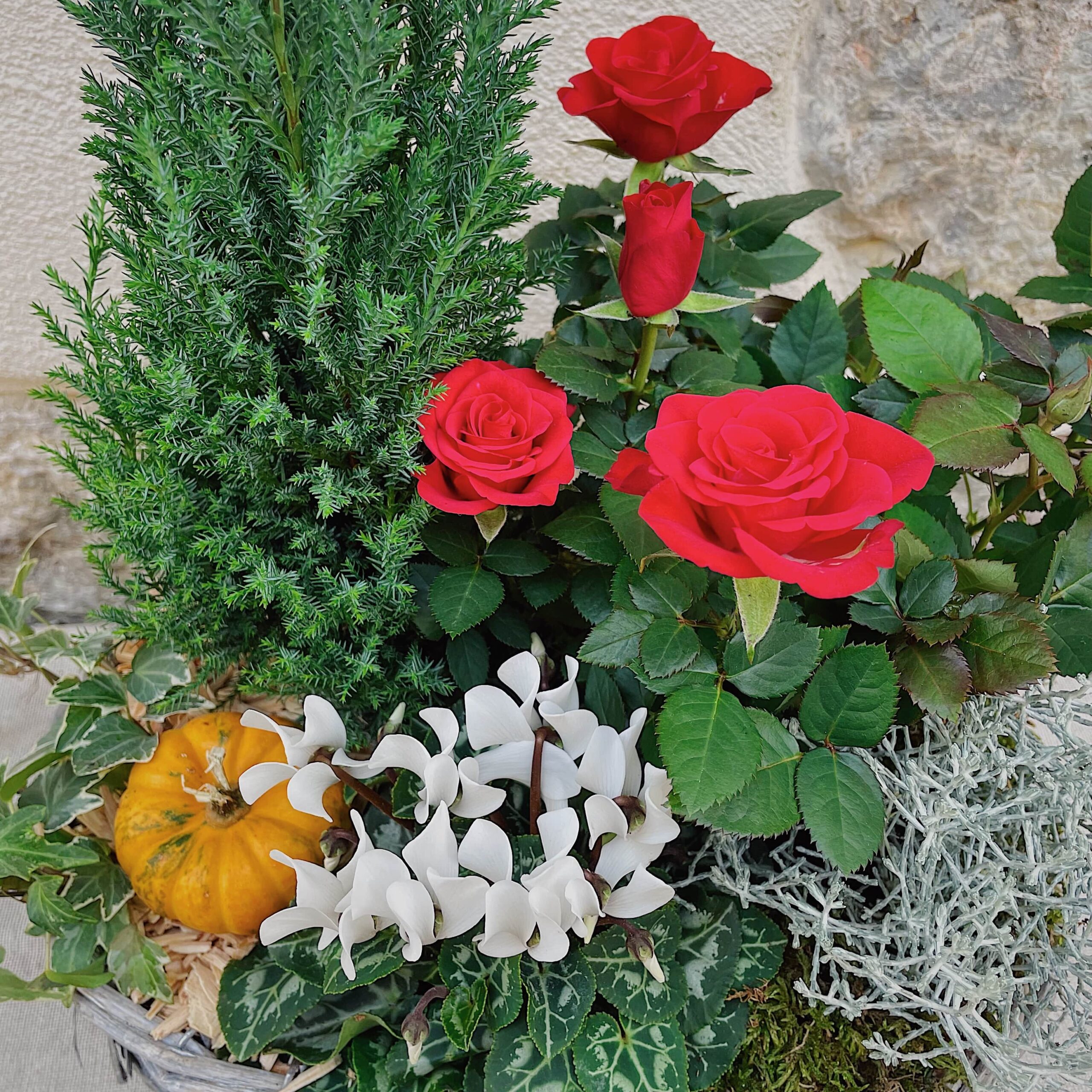 coupe de plante dans un panier toussaint neuville sur saone