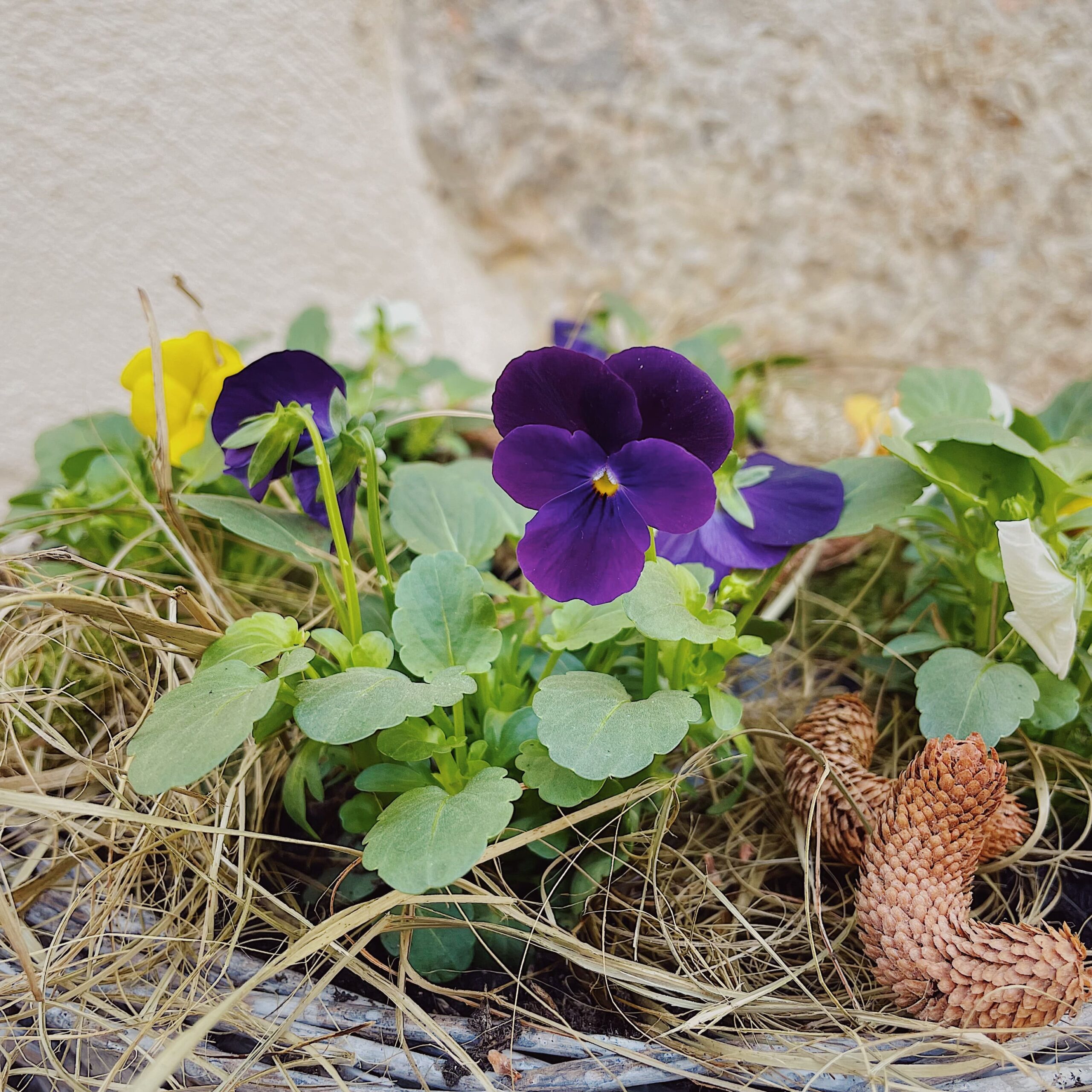 pensées de toussaint livraison au cimetière fleuriste à neuville sur saone