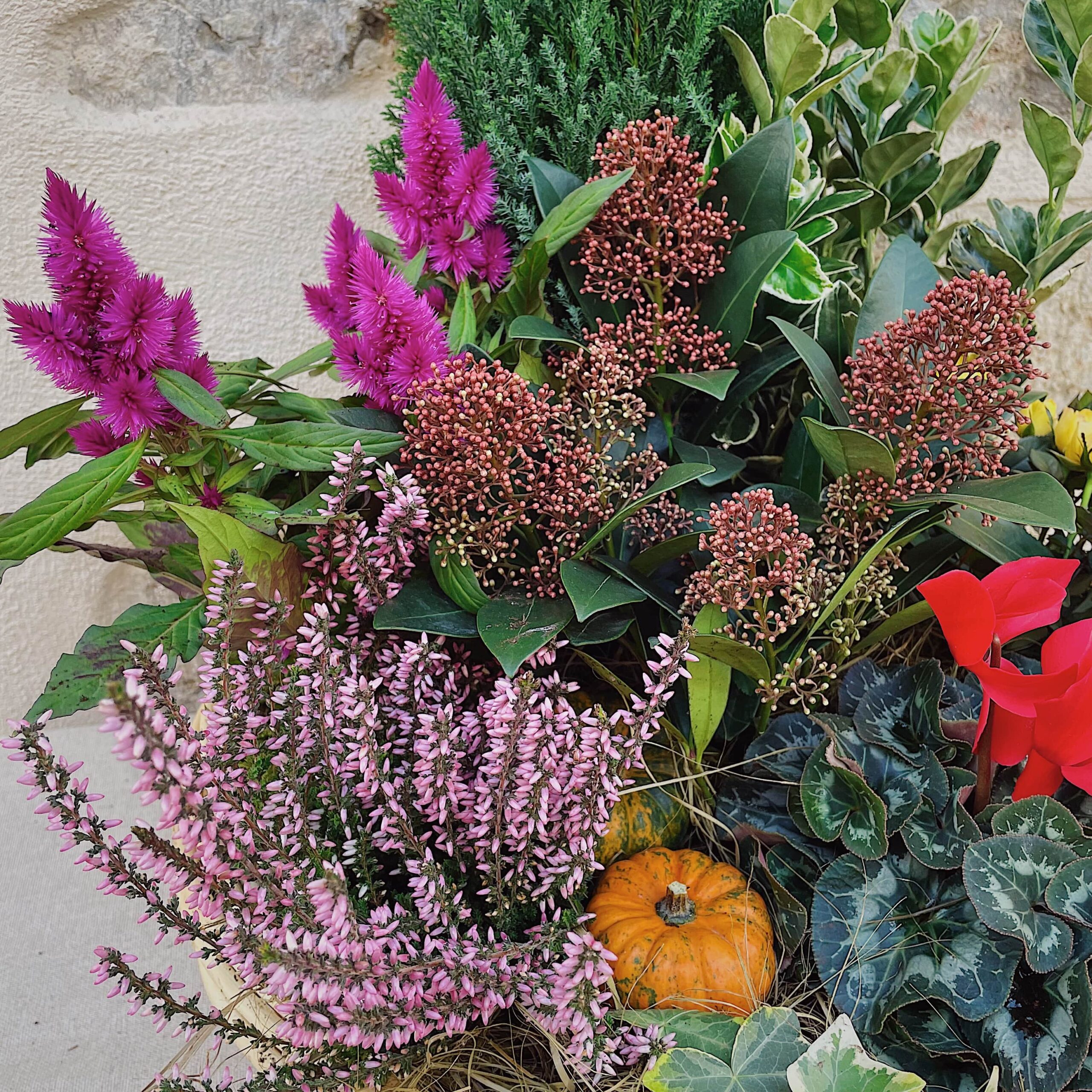 plantes pour les tombes pour la toussaint