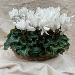 cyclamen