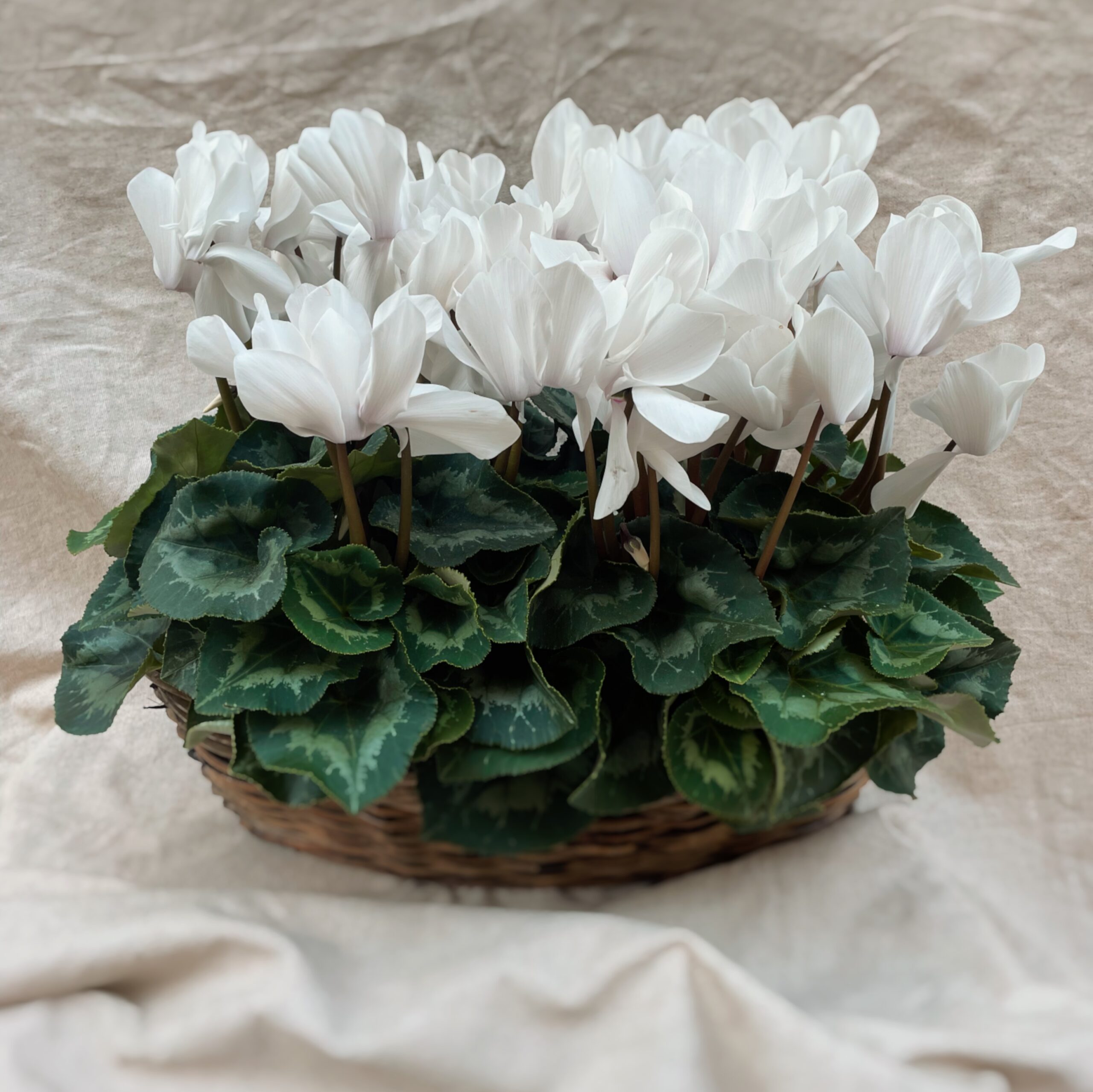 cyclamen