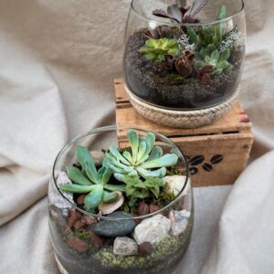 terrarium tresse fleuriste à neuville sur saone