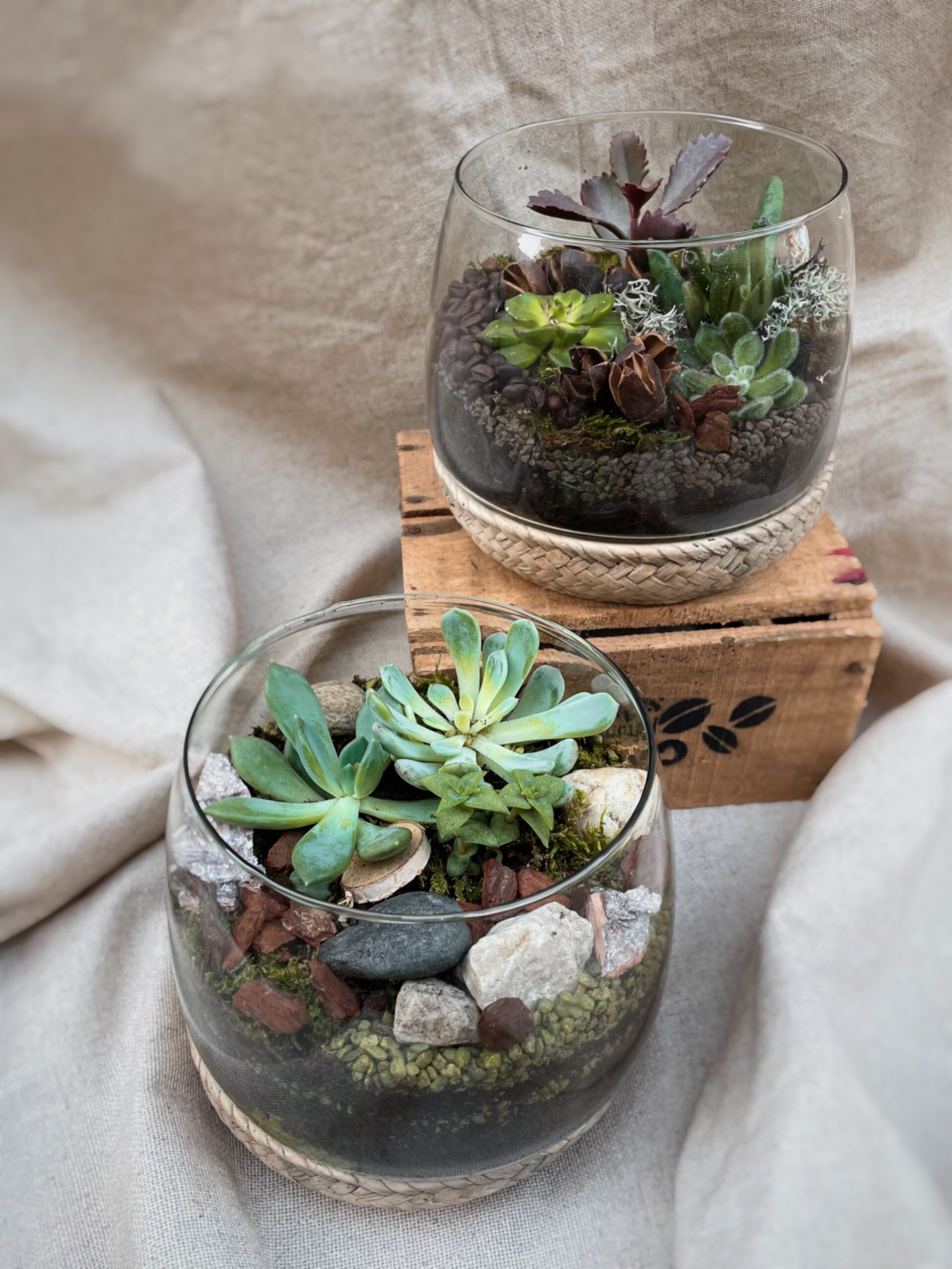 terrarium tresse fleuriste à neuville sur saone