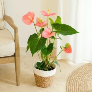 anthurium fleuriste neuville sur saone