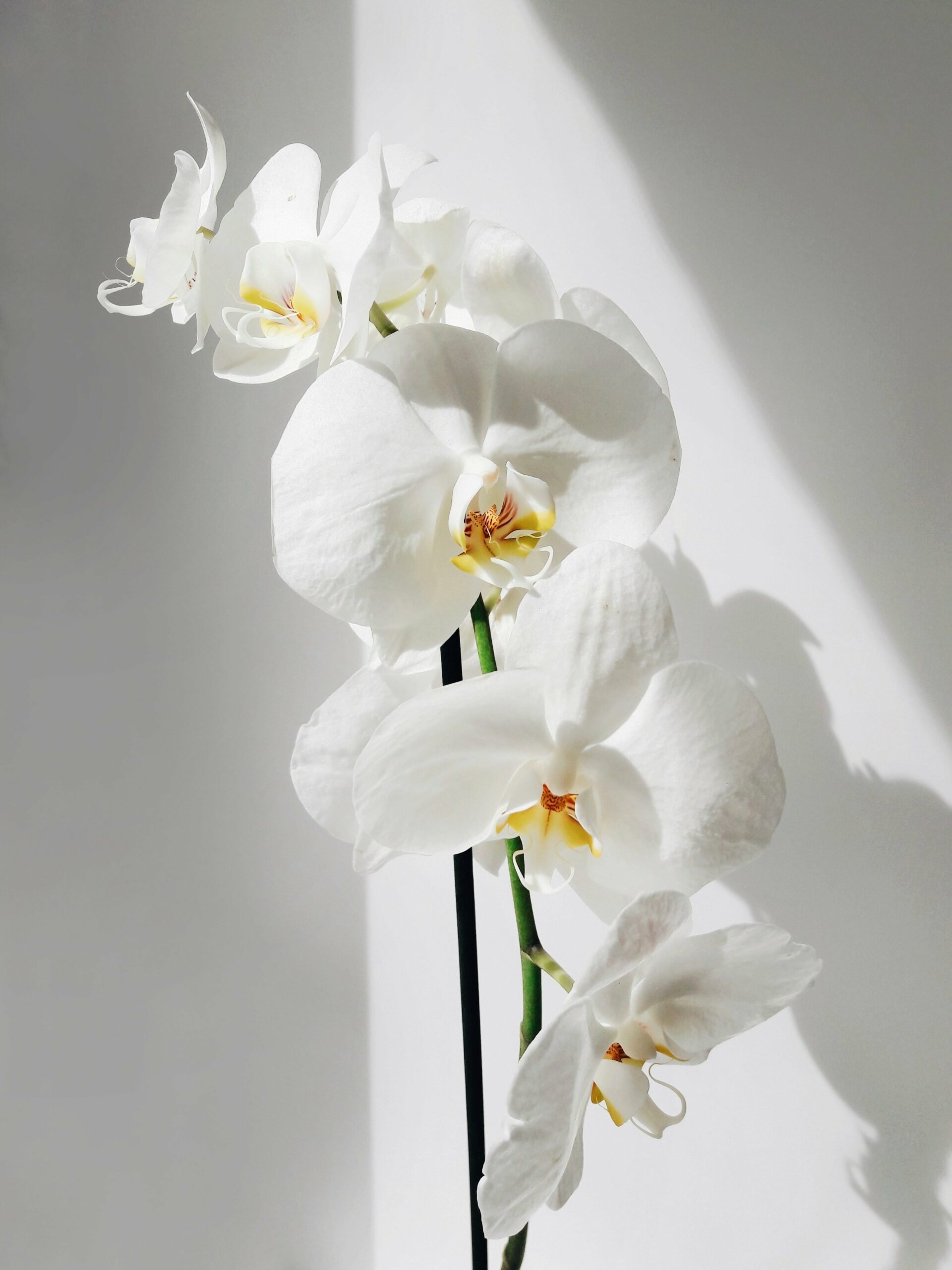 orchidée blanche