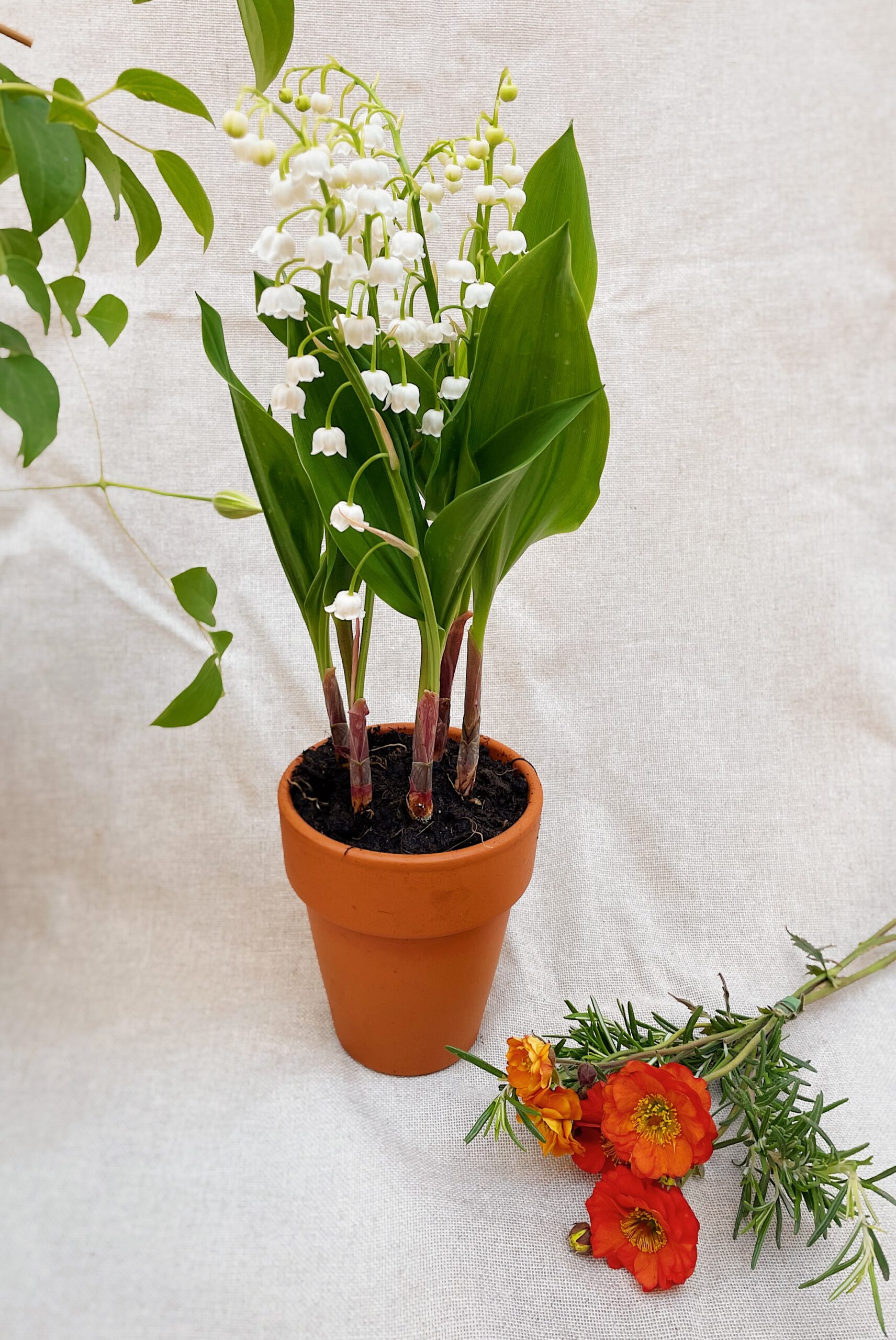 fleuriste neuville sur saone griffe muguet français