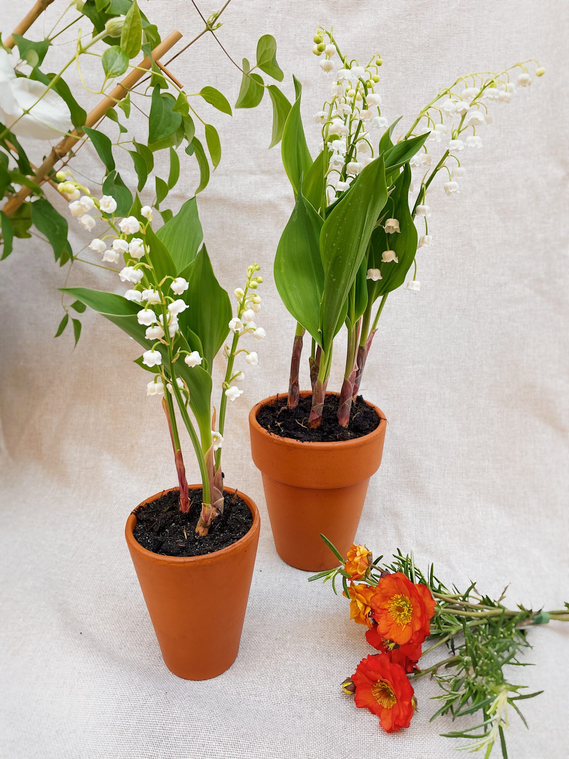 fleuriste neuville sur saone griffe brin muguet