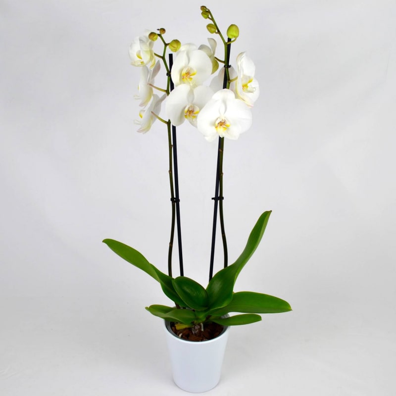 orchidée blanche