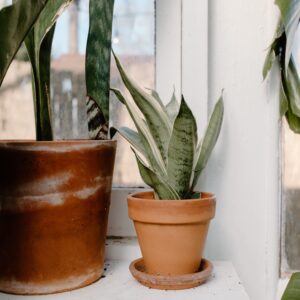 sansevieria