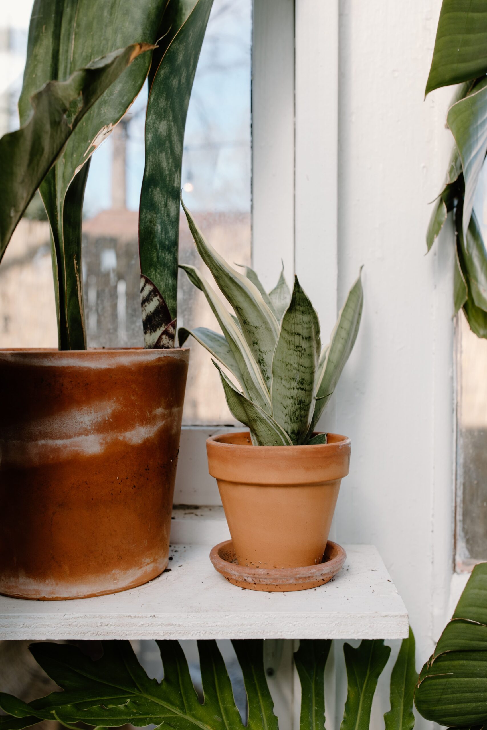 sansevieria