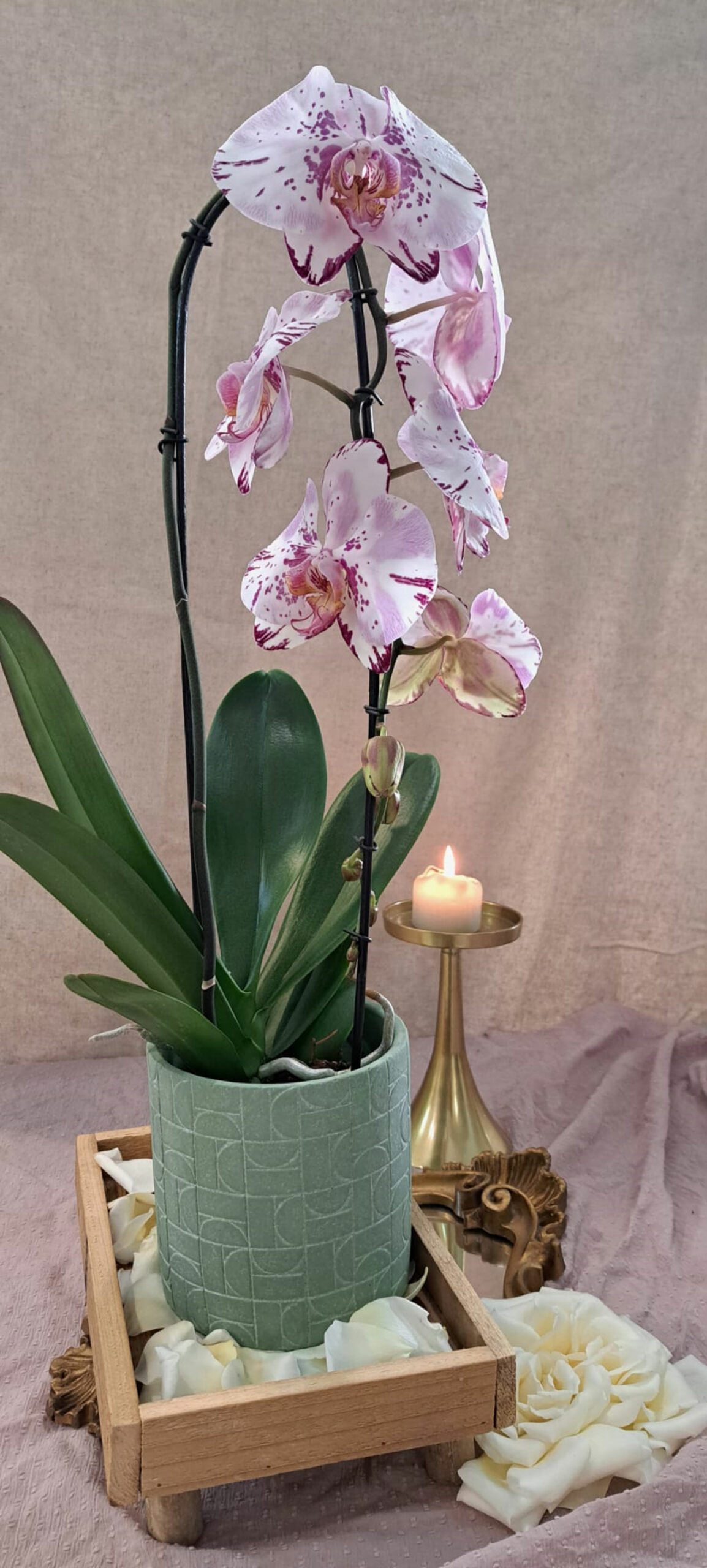 Orchidée française – Image 2