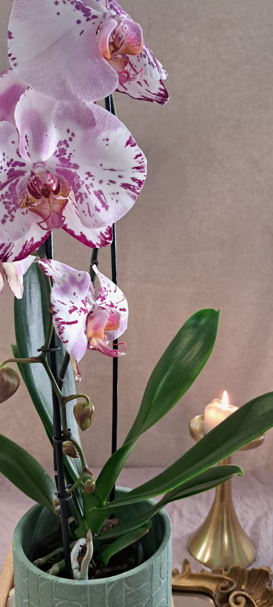 orchidée française au paradis des fleurs fleuriste neuville sur saone