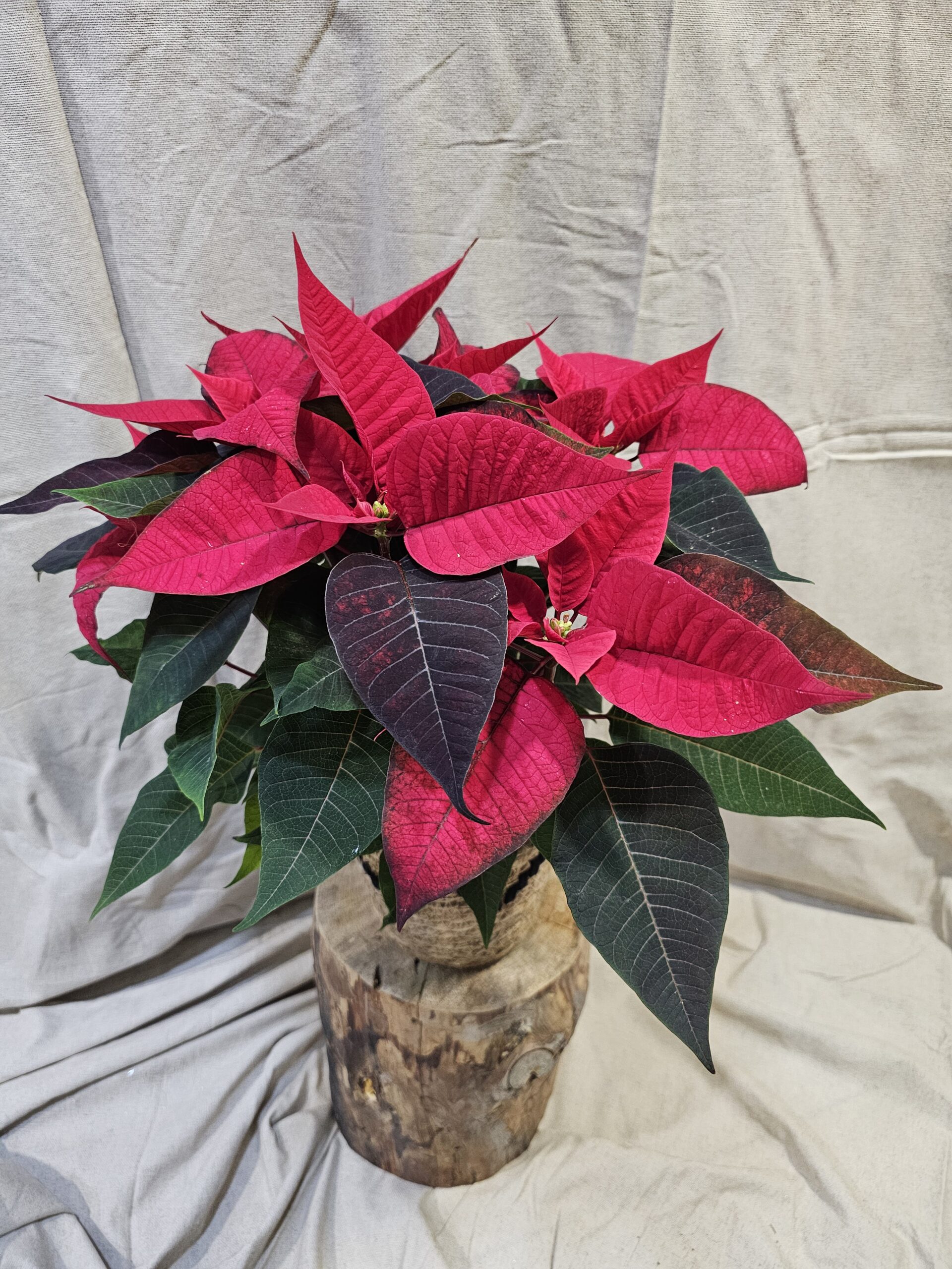 poinsettia production française au paradis des fleurs neuville sur saone