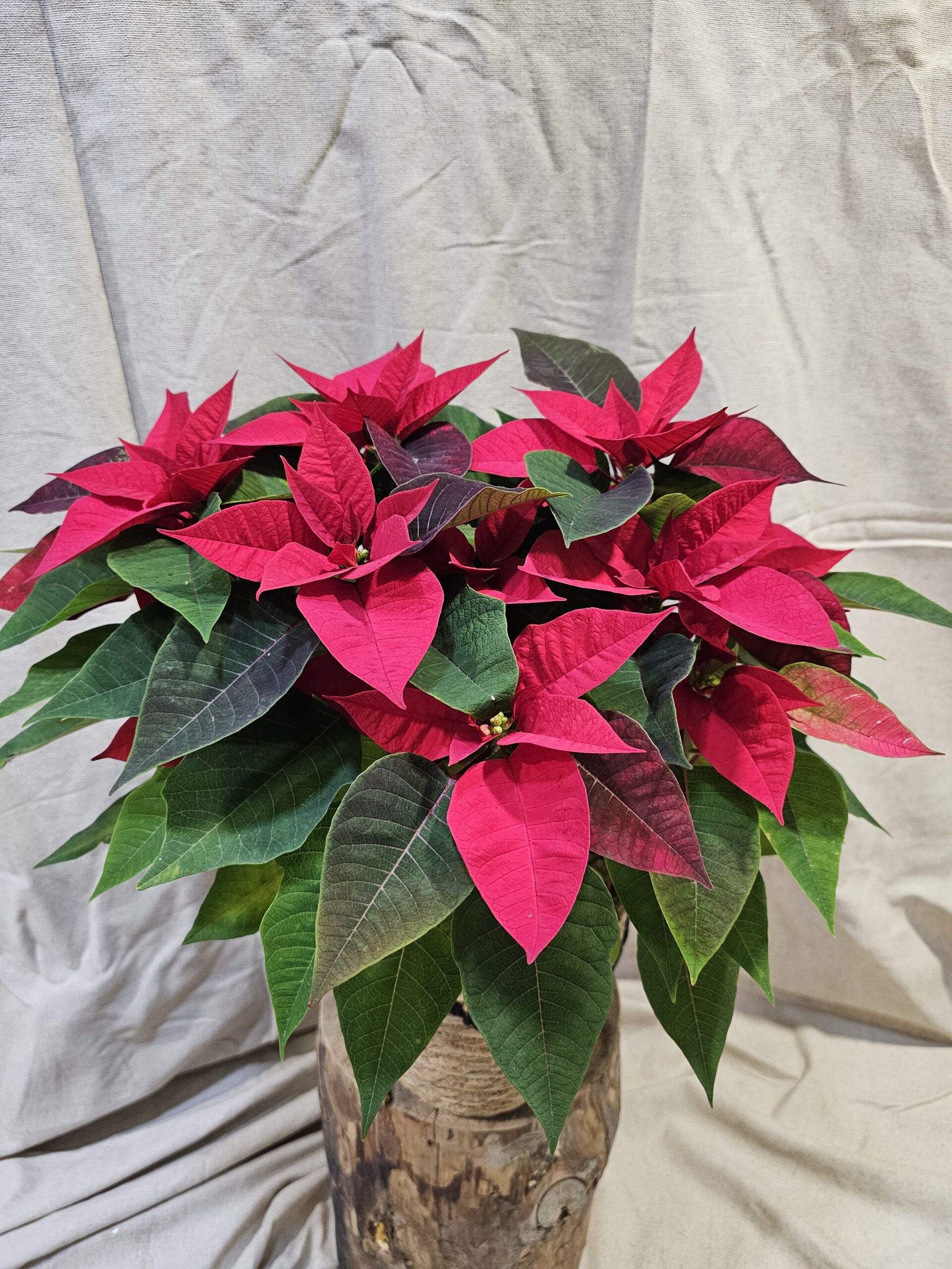 plante culture française étoile de noël ou poinsettia fleuriste neuville sur saone au paradis des fleurs